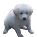 sadpuppy