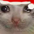 SadCatt