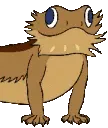 beardeddragonlizard