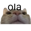 ola ola