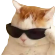 MS_GatoAdmin Discord emoji