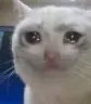 kittycrytearcat