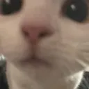 kittystare2