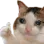thumbsUpCat