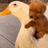 duckhug