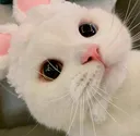 ch_eggenbunny