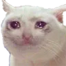 SadCat