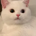 ch_eggenshocked