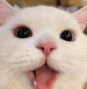 ch_eggenhappy Discord emoji