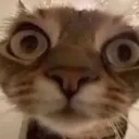 catstare Discord Emoji