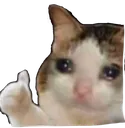 thumbsupcat
