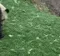 pandaroll