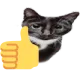 catThumbsUp catThumbsUp