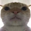 catstare
