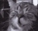 catw