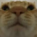1_catstare