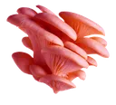 pinkoystermushroom