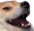 dogKek