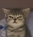sleepycat
