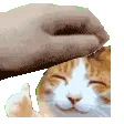 pethappycatthumbsup
