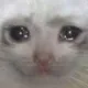 catcry