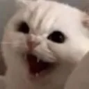angycatreeeeeee