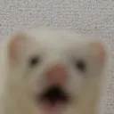 surprised_ferret