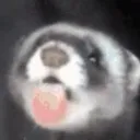 liccy