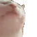 catjam