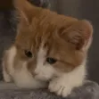 cheetoYawn