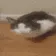 cat_pat