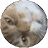 CatSpin