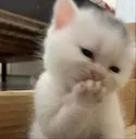 ahihi