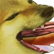 Hotdogs