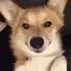 corgiwink corgiwink
