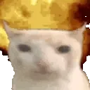 catWHAT