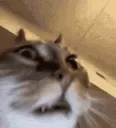 crazycat