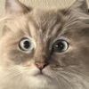 gadseworried