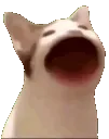 CatThing