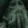 diesofdeath