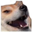dogeKek