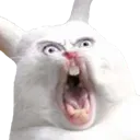 bruh