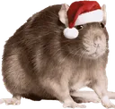ratecrimbo ratecrimbo