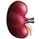 kidney