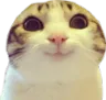 CatHappy