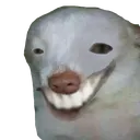 smiledog smiledog