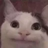 CatDerp