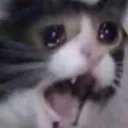 Catcry catcry Discord Emoji