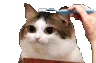 Brushy