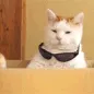CC_catswag